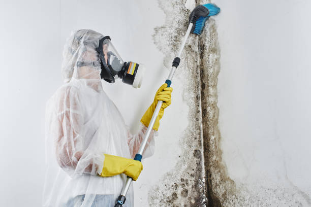 Best Office Mold Removal Services  in Canutillo, TX