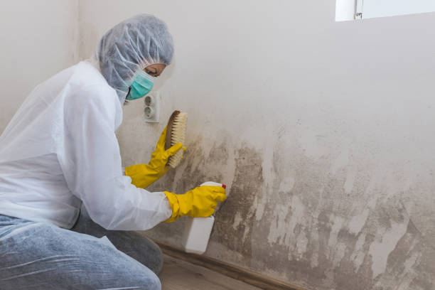 Best Mold Testing  in Canutillo, TX