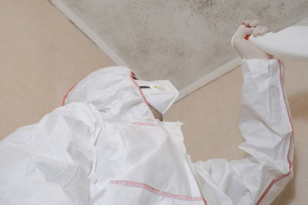 Best Mold Damage Repair  in Canutillo, TX
