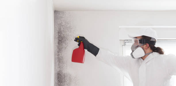 Best Affordable Mold Removal  in Canutillo, TX