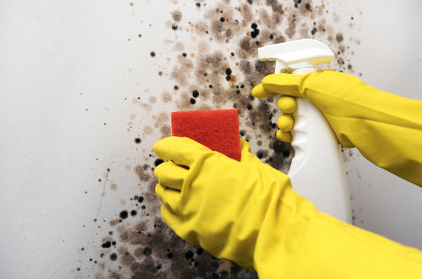 Best Attic Mold Removal  in Canutillo, TX