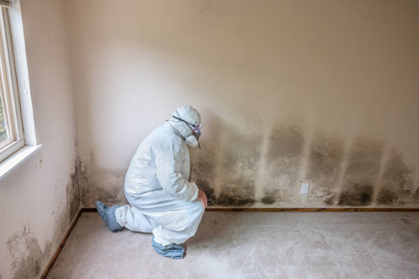 Canutillo, TX Mold Removal Company