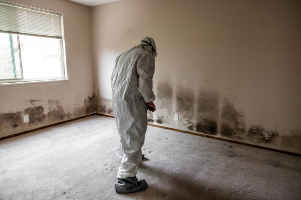 Best Mold Remediation  in Canutillo, TX