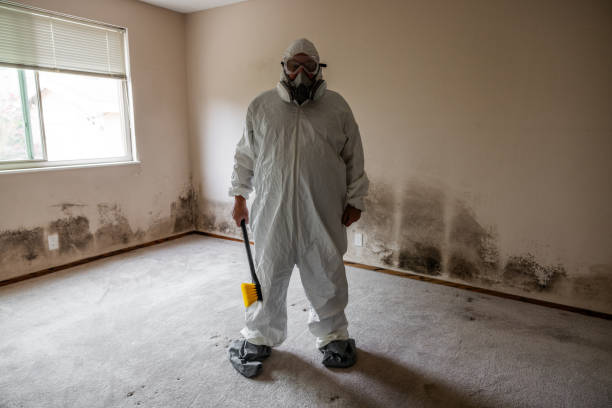 Best Home Mold Removal  in Canutillo, TX