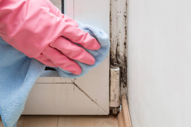 Best Residential Mold Removal  in Canutillo, TX