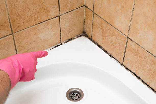 Best Crawl Space Mold Removal  in Canutillo, TX