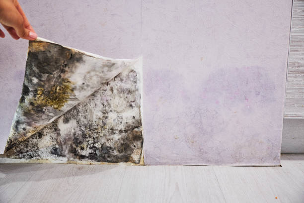 Best Fast Mold Removal  in Canutillo, TX